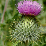 Thistle