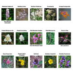 WILDFLOWER PICTURES, PICS, IMAGES AND PHOTOS FOR INSPIRATION