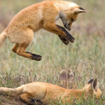 Fox