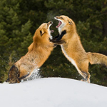 Fox