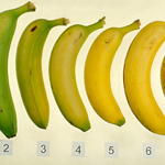 The Banana