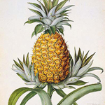 The Pineapple