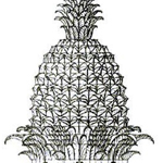 The Pineapple