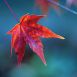 MAPLE LEAF