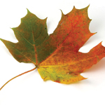 MAPLE LEAF