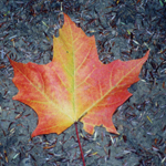 MAPLE LEAF