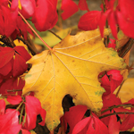 MAPLE LEAF