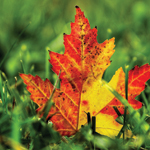 MAPLE LEAF