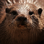 Otters