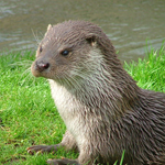 Otters