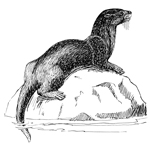 Otters