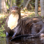 Otters