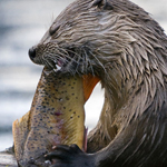 Otters