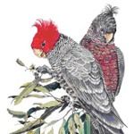 CAPITAL TERRITORY