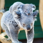 QUEENSLAND