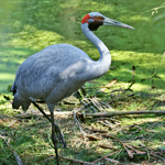 QUEENSLAND