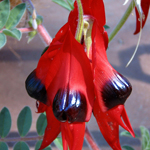 SOUTH AUSTRALIA