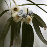 TASMANIA
