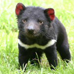 TASMANIA