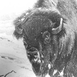 PROVINCE OF MANITOBA