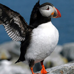 PROVINCE OF NEWFOUNDLAND