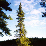 PROVINCE OF NEWFOUNDLAND