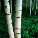 PROVINCE OF SASKATCHEWAN