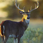 PROVINCE OF SASKATCHEWAN