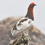 ALASKA STATE