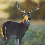 ARKANSAS STATE