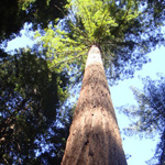 CALIFORNIA STATE