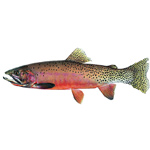 COLORADO STATE