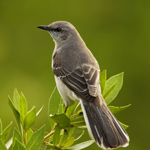 FLORIDA STATE