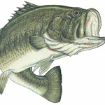 GEORGIA STATE