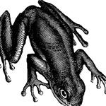 GEORGIA STATE