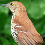 GEORGIA STATE