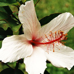 HAWAII STATE