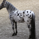 IDAHO STATE