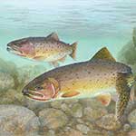 IDAHO STATE