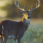 ILLINOIS STATE