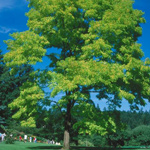 INDIANA STATE