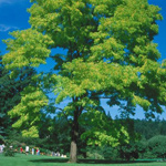 KENTUCKY STATE