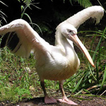 LOUISIANA STATE