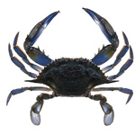 MARYLAND STATE