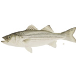 MARYLAND STATE