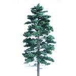 MICHIGAN STATE