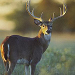 MICHIGAN STATE