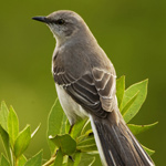 MISSISSIPPI STATE