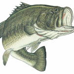MISSISSIPPI STATE