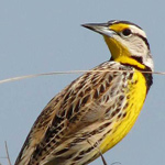 NORTH DAKOTA STATE